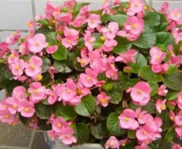 海棠花能栽在家里