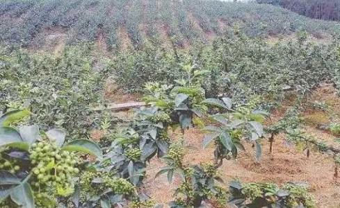 花椒树怎么种植