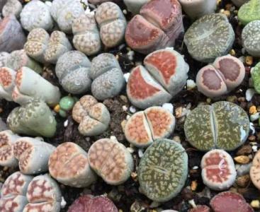 石生花的养护方法