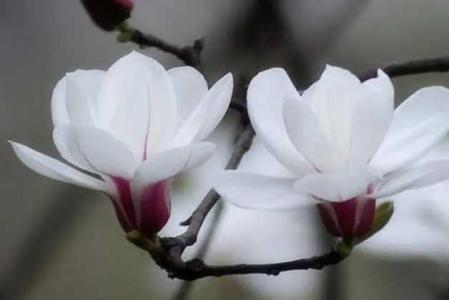 玉兰花长什么样