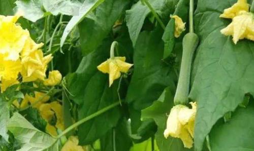 丝瓜开花时可以施肥吗