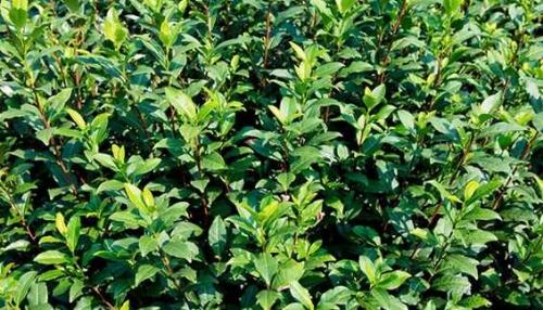 茶树使用肥料注意事项