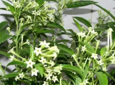 夜来香怎么养开花多