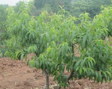 桃树种植100亩成本