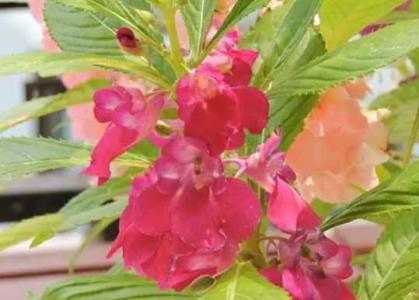 凤仙花播种的季节