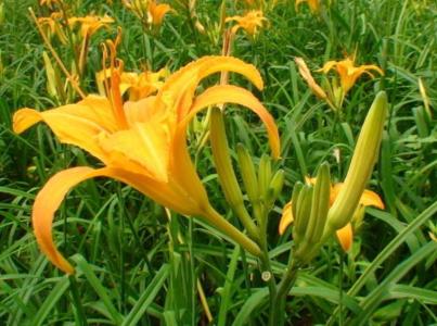 为什么黄花菜叫忘忧草