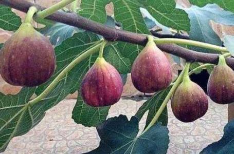 冬天不怕冻的无花果哪里有