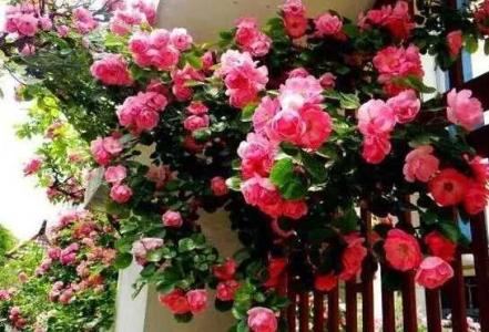 蔷薇花在家养行吗