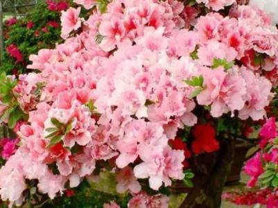 杜鹃花北方可以地栽吗