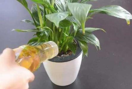桔子皮能浇各种花吗