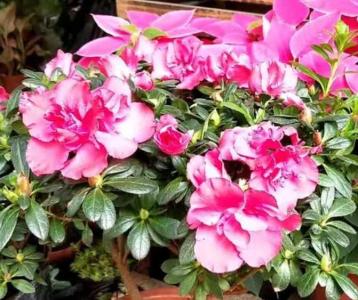 杜鹃花多少天浇水