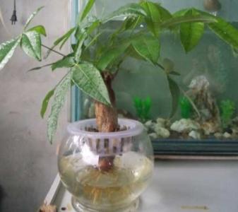 发财树在水里能活嘛