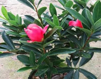四季杜鹃红茶花十大忌