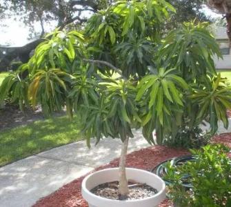 芒果树能在花盆里种吗