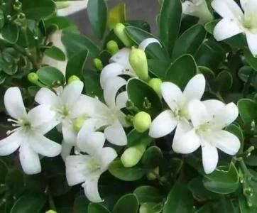 九里香养几年才开花