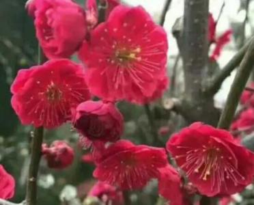 红须朱砂是最红的梅花吗