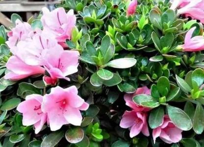 杜鹃花冬天施什么肥