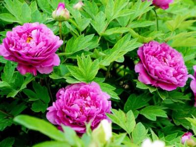 牡丹花生活在哪里