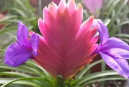 紫花凤梨花期过后怎么处理