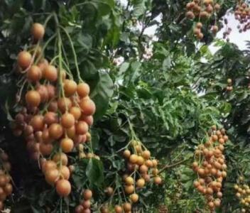 黄皮树可以嫁接几种果树