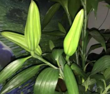 百合花有花苞能施肥吗