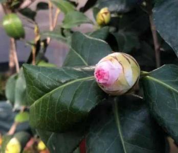 茶花只打苞不开花怎么办
