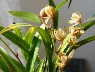 家里能养兰花吗