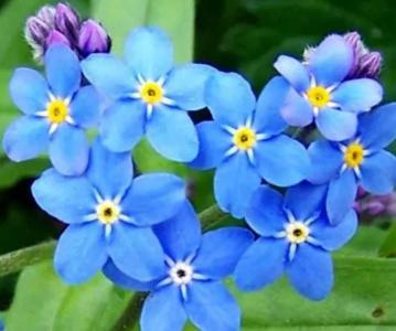 勿忘我花的花语