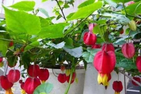 蔓性风铃花室内能养吗