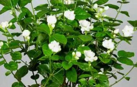 茉莉花定植以后怎么养护