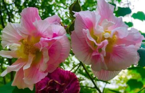 芙蓉花喜欢光照吗