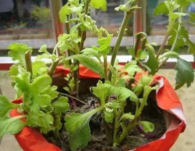 菊花最晚几月扦插