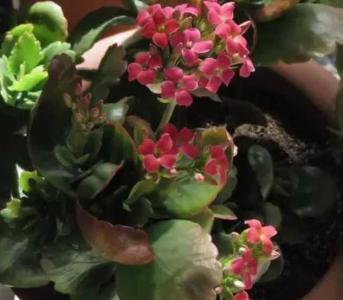 长寿花北方冬天好养吗