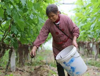 给葡萄树施什么肥最好