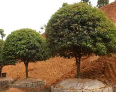 地栽桂花施肥