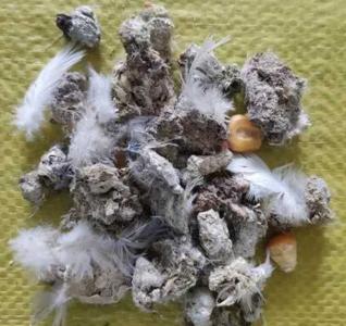鸟粪可以给花施肥吗