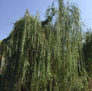 房子后面可以种柳树吗
