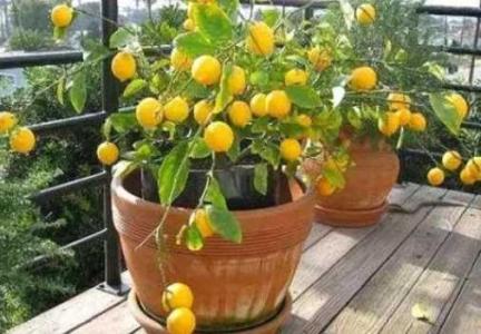 盆栽柠檬树的养殖方法