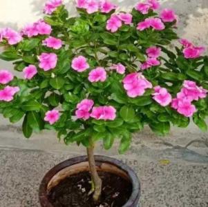 长春花黄泥土不去换盆行吗
