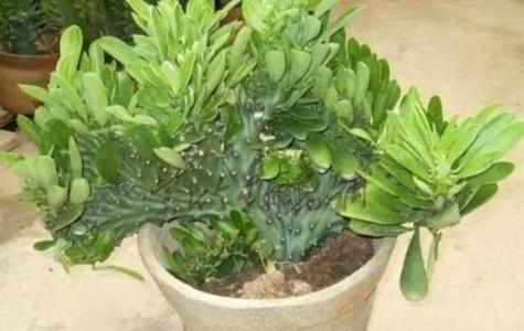 花麒麟的养殖方法