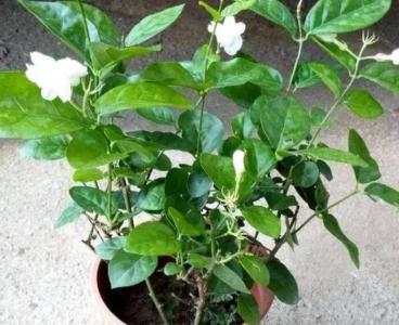 茉莉花的冬季养护