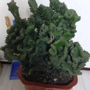 麒麟花卉需要大盆还是小盆好