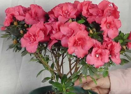 杜鹃开花期间怎样浇水施肥