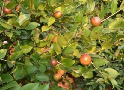油茶树6月份能施肥吗
