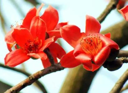 木棉花适合四川种植吗