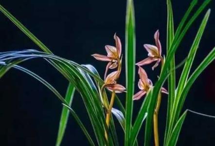 花中君子是哪四种花