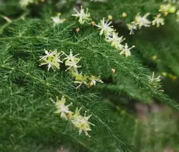 文竹的开花特点