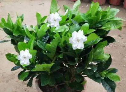 栀子花立秋以后怎么养