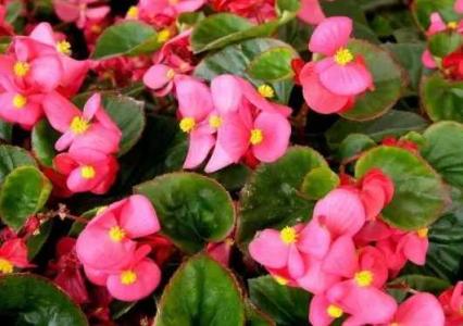 四季海棠花花语
