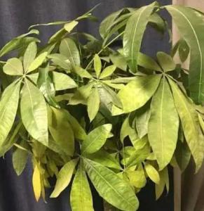 发财树半年不浇水